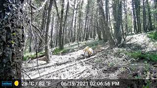 Red Fox Takes Interest in our Trail Camera by People and Carnivores 82 views 2 years ago 25 seconds