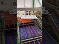Spain bets on AI and automation to power its fruit and vegetable industry