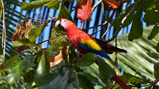 COSTA RICA- jungle paradise, volcanoes, & abundant wildlife. INCREDIBLY BEAUTIFUL!
