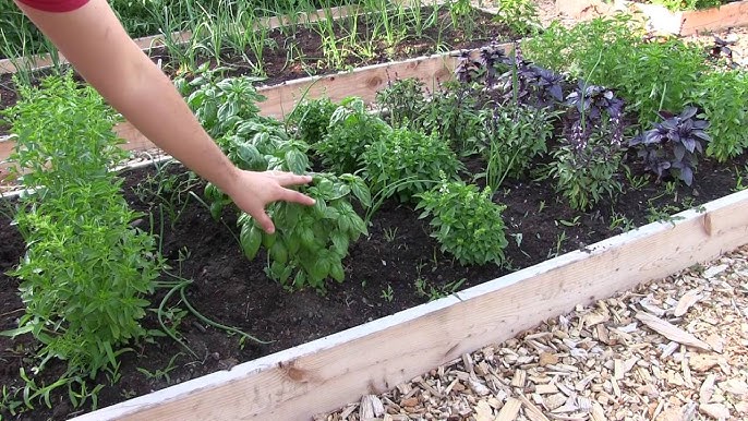 Growing basil in raised beds (Raised Basil, raised beds, your basil) Growing basil in raised beds