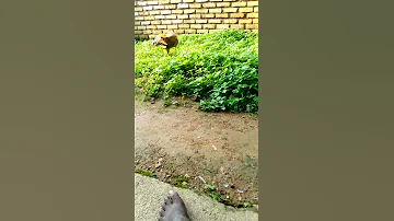 Inkoko Yinyarwanda Kwa Muhirwa Peter 