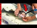 FISH SURGERY for CANCER! **TUMOR inside FISH**