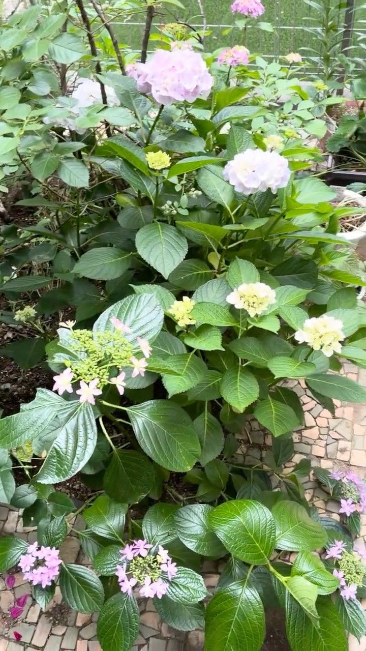 紫陽花が満開#アジサイ#庭#garden#hydrangea#あじさい庭#バラ庭#rose