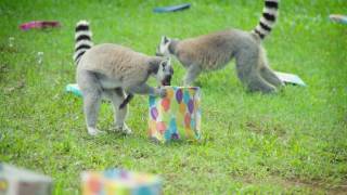 Check out our lemur birthday party!