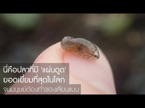 นี่คือปลาที่มี 'แผ่นดูด' ยอดเยี่ยมที่สุดในโลก จนมนุษย์ต้องทำของเลียนแบบ