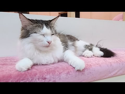 더펫츠