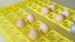 HHD 48/56 egg incubator