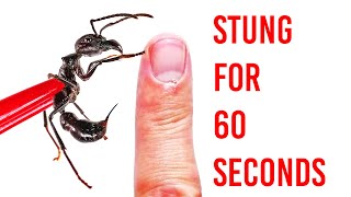 Stung By A Bullet Ant For 60 Seconds