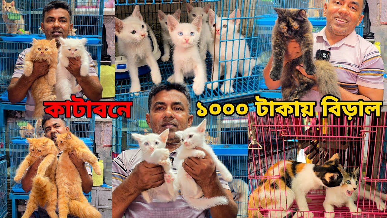 Мошенничество с кошками! | Кошка на рынке животных Катабон_Персидская кошка, плотина Биралер