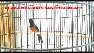 Download Lagu Burung Murai Batu Nias Raja 25jt VOLUMENYA EDYANNN!! MP3 Download Lagu Burung Murai Batu Nias Raja 25jt VOLUMENYA EDYANNN!! MP3