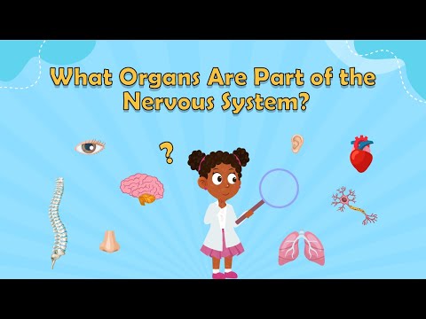 What Organs Are Part of the Nervous System