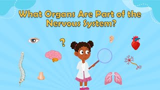 What Organs Are Part of the Nervous System? | Brain Facts | Human Body Facts For Kids