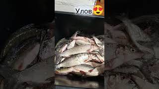 #россия#улов#fish