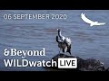 WILDwatch Live | 06 September 2020 | Morning Safari |