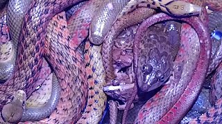 The beauty of the colorful snakes is an impressive and captivating sight for snake keepers.