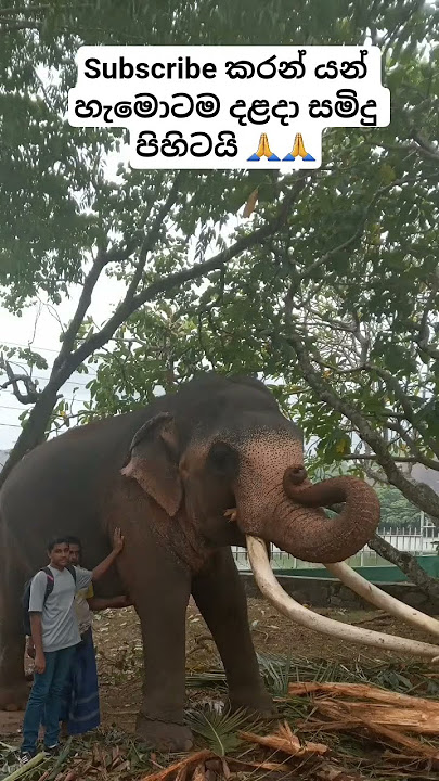 එය එසේ නිමාවිය#daladamaligawa #elephant #tusker #esala #viral #shorts