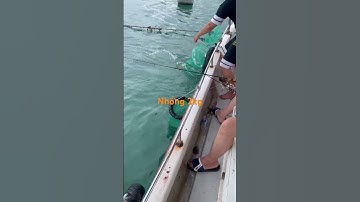 Câu cá nhồng tại vân đồn quảng ninh