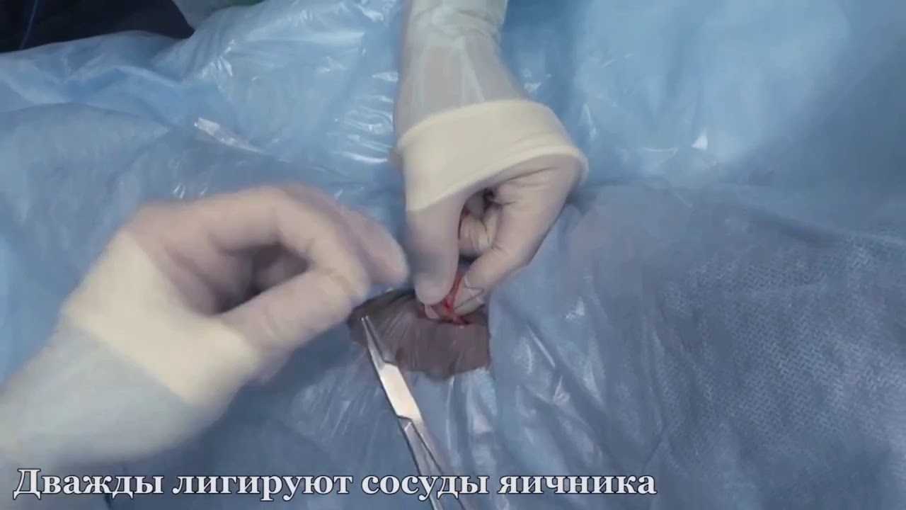 «Домашние питомцы» стерилизация и уход, мастер класс