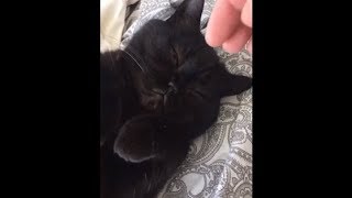 This Cat Looks So Peaceful In His Sleep But Not When Dad Woke Him Up