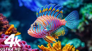 The Best 4K (ULTRA HD) Aquarium 🐠 Beautiful Coral Reef,The World Of Sea Jellyfish- Relax Music