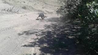 Mahmut Kobani