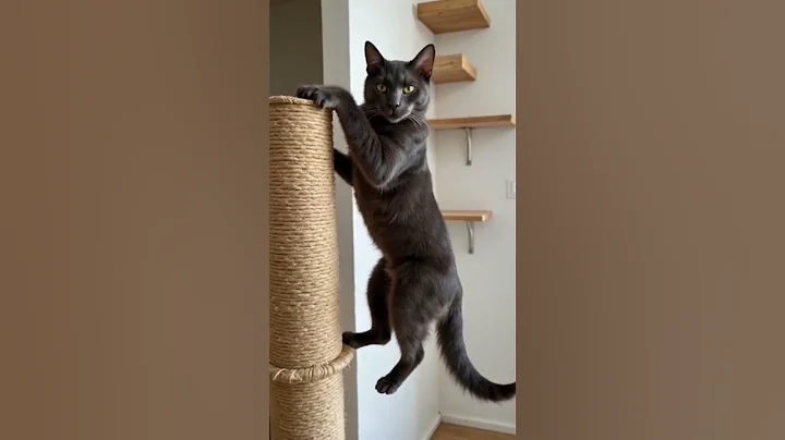 Watch the video about Funny cat 🐈 😻 clip video 2025 😃