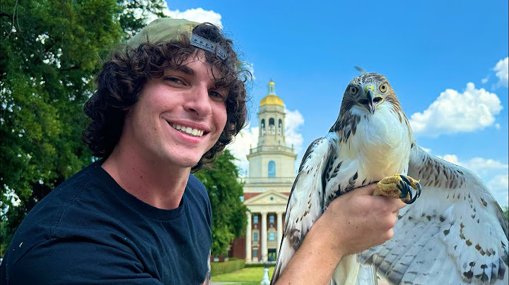 Rescuing & Releasing a Red-tailed Hawk (Gone 𝓕𝓻𝓮𝓪𝓴𝔂🤓👆) *Urban Rescue Ranch Lost Episode*