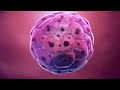 Understanding the process of conception | વિભાવનાની પ્રક્રિયાને સમજવી