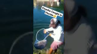 Piranha Caught in Florida!!!