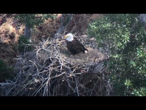 Empire Territory Bald Eagle Nest