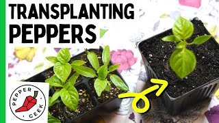Transplanting Pepper Seedlings  When and How To Transplant  Pepper Geek