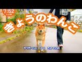 きょうのわんこ出演！やまとと桜満開の散歩