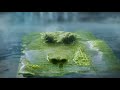 Food Poisoning - Alligator