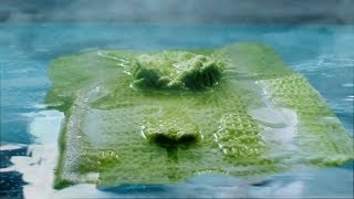Food Poisoning - Alligator