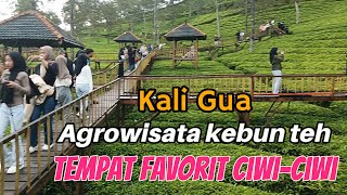 Agrowisata Perkebunan Teh Kaligua || Sicantik Peninggalan Belanda