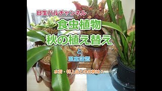 【食虫植物】食虫植物、秋の植え替えと温室設置