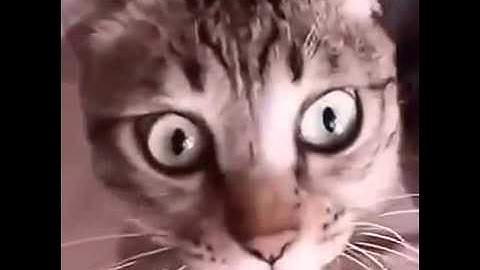 Interstellar Cat