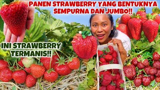 PANEN STRAWBERRY YANG BENTUKNYA SEMPURNA & JUMBO!!