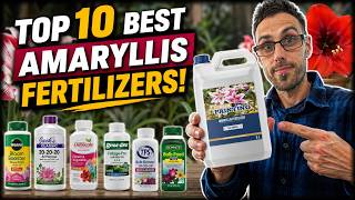 TOP 10 Best Amaryllis Fertilizers