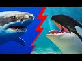 Only Animal Makes Great White Sharks Tremble in Fear