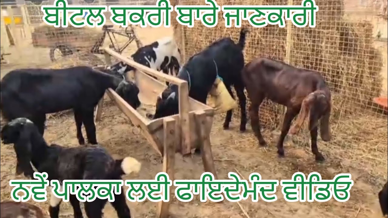 ਬੀਟਲ ਬਕਰੀ ਬਾਰੇ ਜਾਣਕਾਰੀ।। ਨਵੇਂ ਪਾਲਕਾ ਲਈ ਫਾਇਦੇਮੰਦ ਵੀਡਿਓ।।