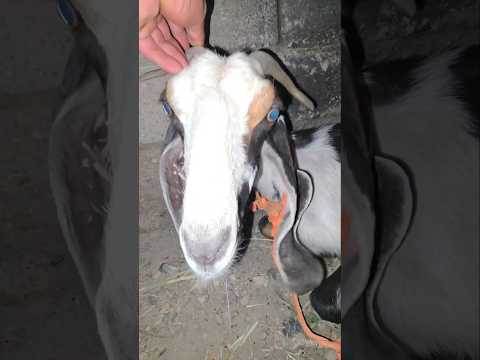 رحت ع مزرعه صلبوخ ! وشتريت اغلى حيوان من المزرعه 🐐🌲