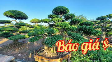 Báo giá cây cảnh, các bác cùng ngắm cây của các bác nghệ nhân Nam Điền/Nhà Vườn Phong Sơn 0918484837