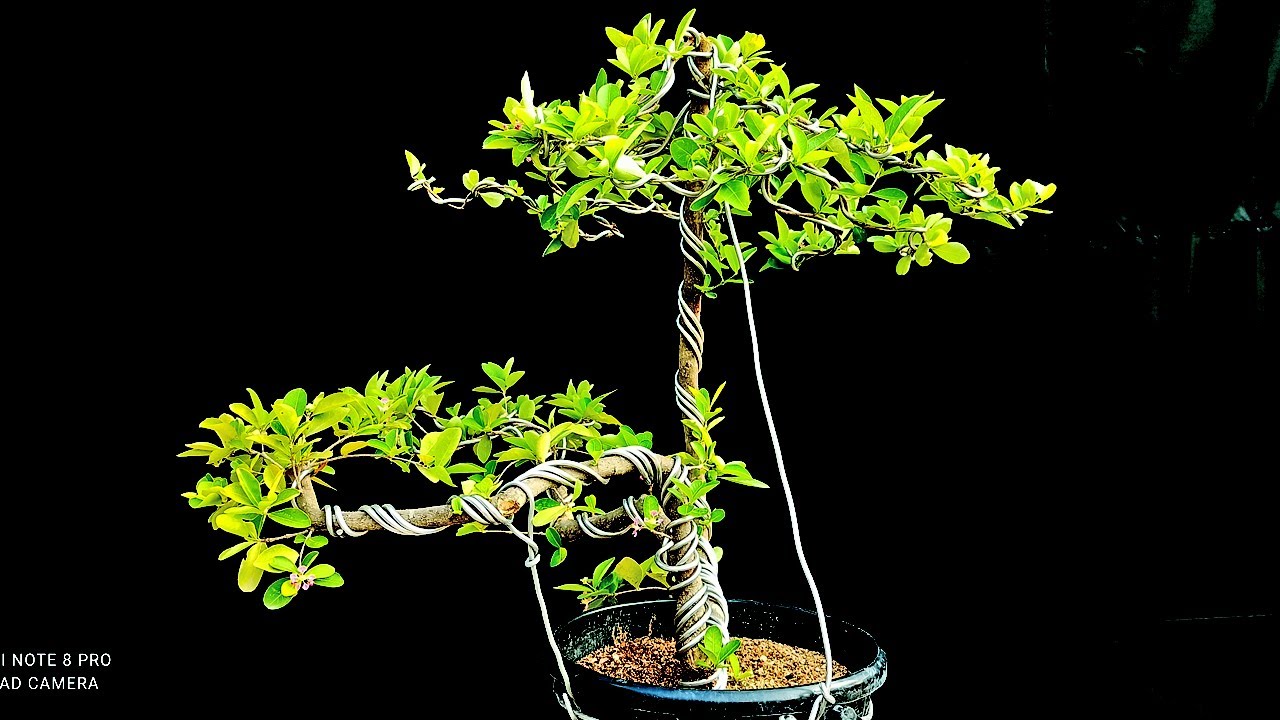 Best Bonsai Cherry fruit tree bonsai YouTube