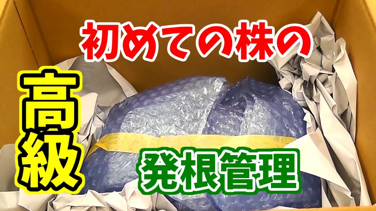 値下げ可 アップリカ ユラリズム | cult.cohorted.co.uk
