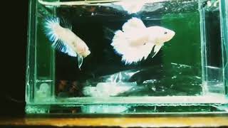 story wa 30 detik | Ikan Cupang