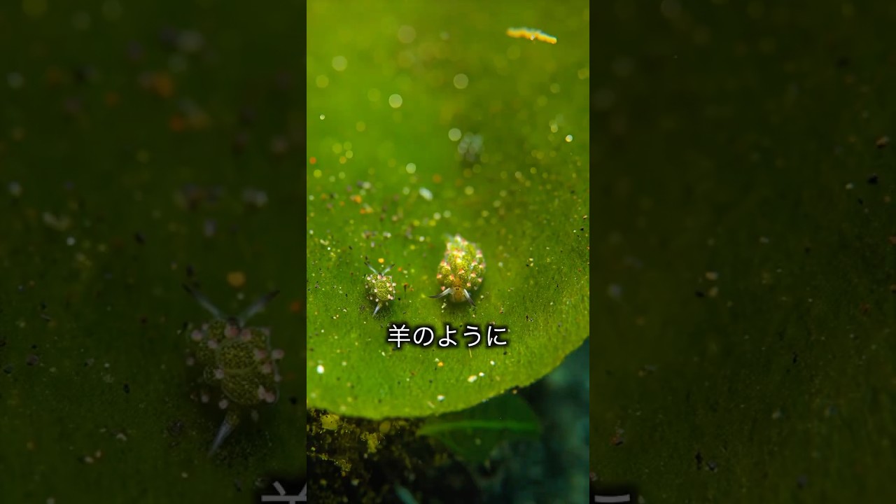 植物なの？動物なの？