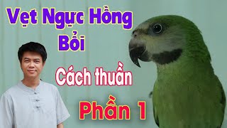 Cách thuần hóa một chú Vẹt Ngực Hồng Bổi (How to tame the Parrot ) - Phần 1 I Người Buôn Hồ Vlog