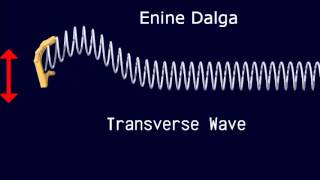 enine ve boyuna dalgalar, transverse wave vs longitudinal wave