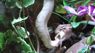 Pastel Butter Ball Python Feeding While Hanging